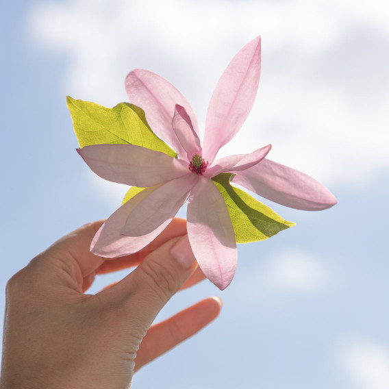MAGNOLIA