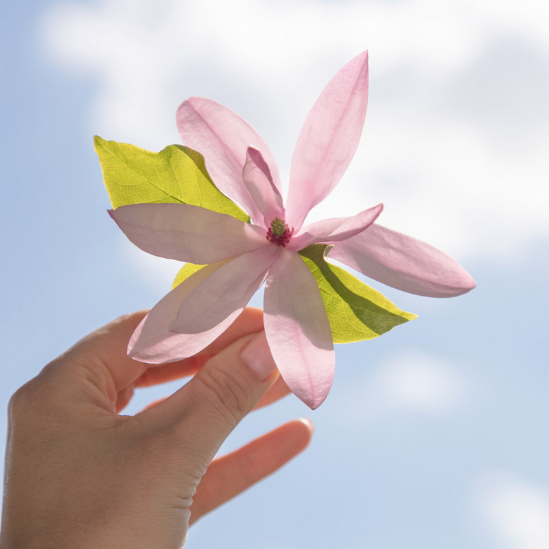 MAGNOLIA